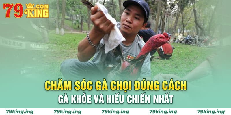 chăm sóc gà chọi đúng cách