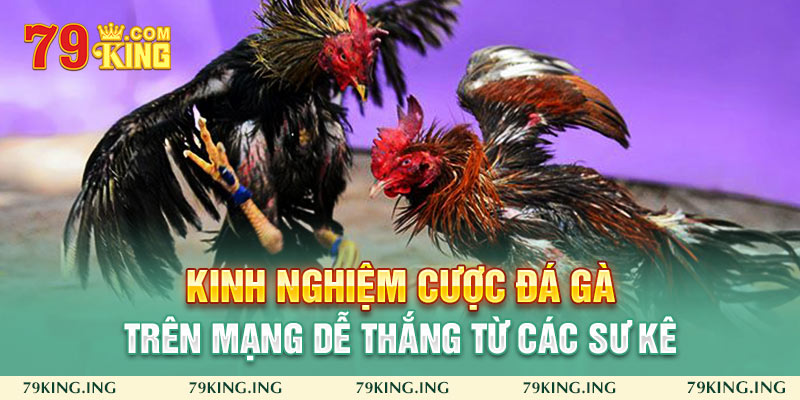 kinh nghiệm cược đá gà