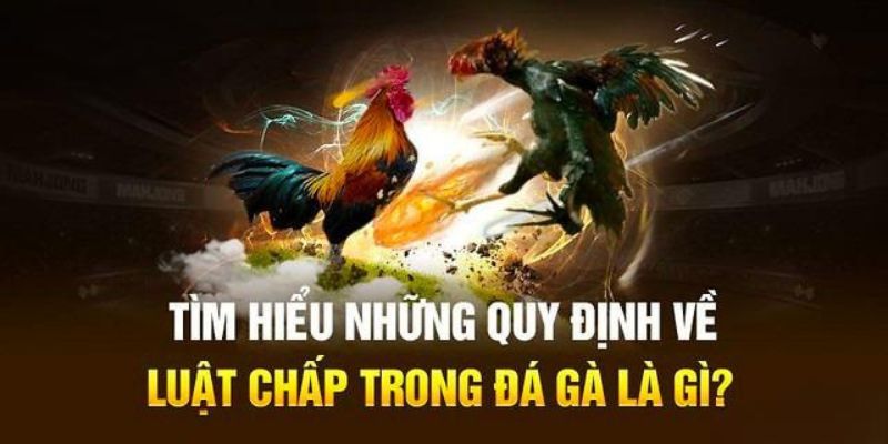 Khái niệm cơ bản của luật cược trong đá gà